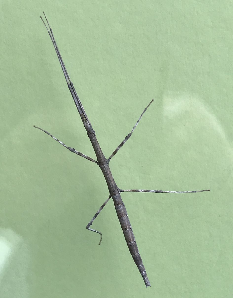 Tegen de schuifpui....